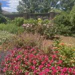 Vincas, Zinnias, and Hibiscus
