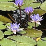 Water Lilies