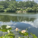 Water Lily