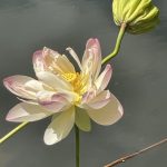 Water Lily 2