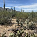 Arizona 4