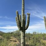 Arizona 6
