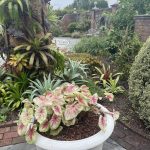 Caladium