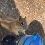 Chipmunk in Colorado