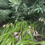 Crinum