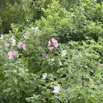 Flowers at Lewis Ginter Botanical Garden 10