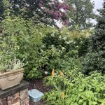 Flowers at Lewis Ginter Botanical Garden 3