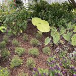 Flowers at Lewis Ginter Botanical Garden 6
