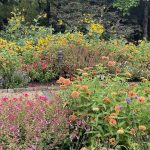 Flowers at Lewis Ginter Botanical Garden 8