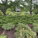 Flowers at Lewis Ginter Botanical Garden 9