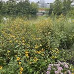 Lake at Lewis Ginter Botanical Garden 3