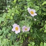 Lewis Ginter Botanical Garden 10