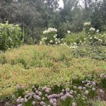 Lewis Ginter Botanical Garden 3