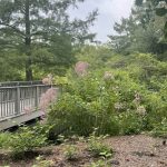 Lewis Ginter Botanical Garden 6