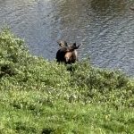 Moose in Colorado