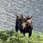 Moose in Colorado 3