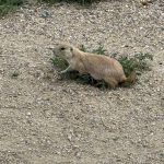 Prairie Dog