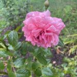 Rose 5