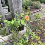 Rose Garden at Lewis Ginter Botanical Garden 2