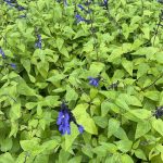 Salvia guarantica