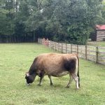 Cow 3