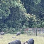 Pigs