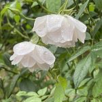 Roses 8