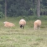 Sheep
