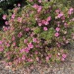 Azalea