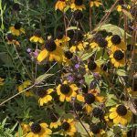 Black Eyed Susan