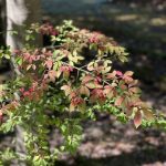 Bush With Berries