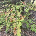 Bush in Our Yard