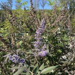 Butterfly Bush at Giles