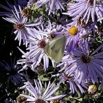 Butterfly and Asters