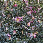 Camellia at Lewsi Ginter Botanical Garden 2