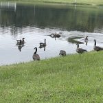 Canadian Geese