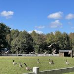 Canadian Geese