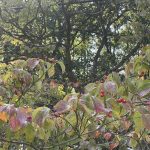 Dogwood Tree in Fall 2