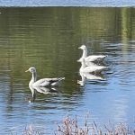 Ducks