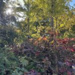 Fall Foliage at Lewis Ginter Botanical Garden