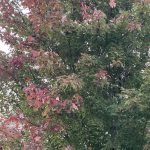 Fall Leaves