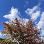 Fall Leaves 4