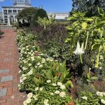 Flowers at Lewis Ginter Botanical Garden
