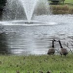 Geese Near Our House