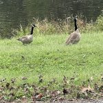 Geese Near Our House 2
