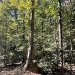 Hickory Hill 10