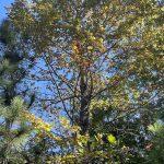 Hickory Hill 19