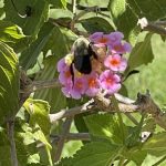 Honey Bee at Lewis Ginter Botanical Garden