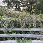 Japanese Beautyberry