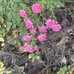 Miniature Roses